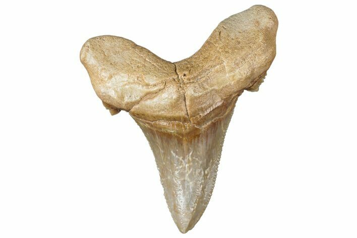 Serrated Sokolovi (Auriculatus) Shark Tooth - Dakhla, Morocco #312637